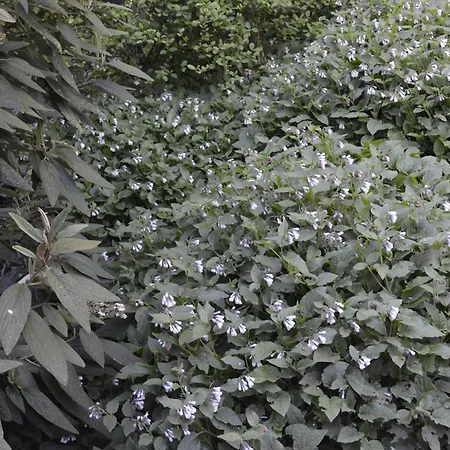 Апартаменты Ahler Kopf